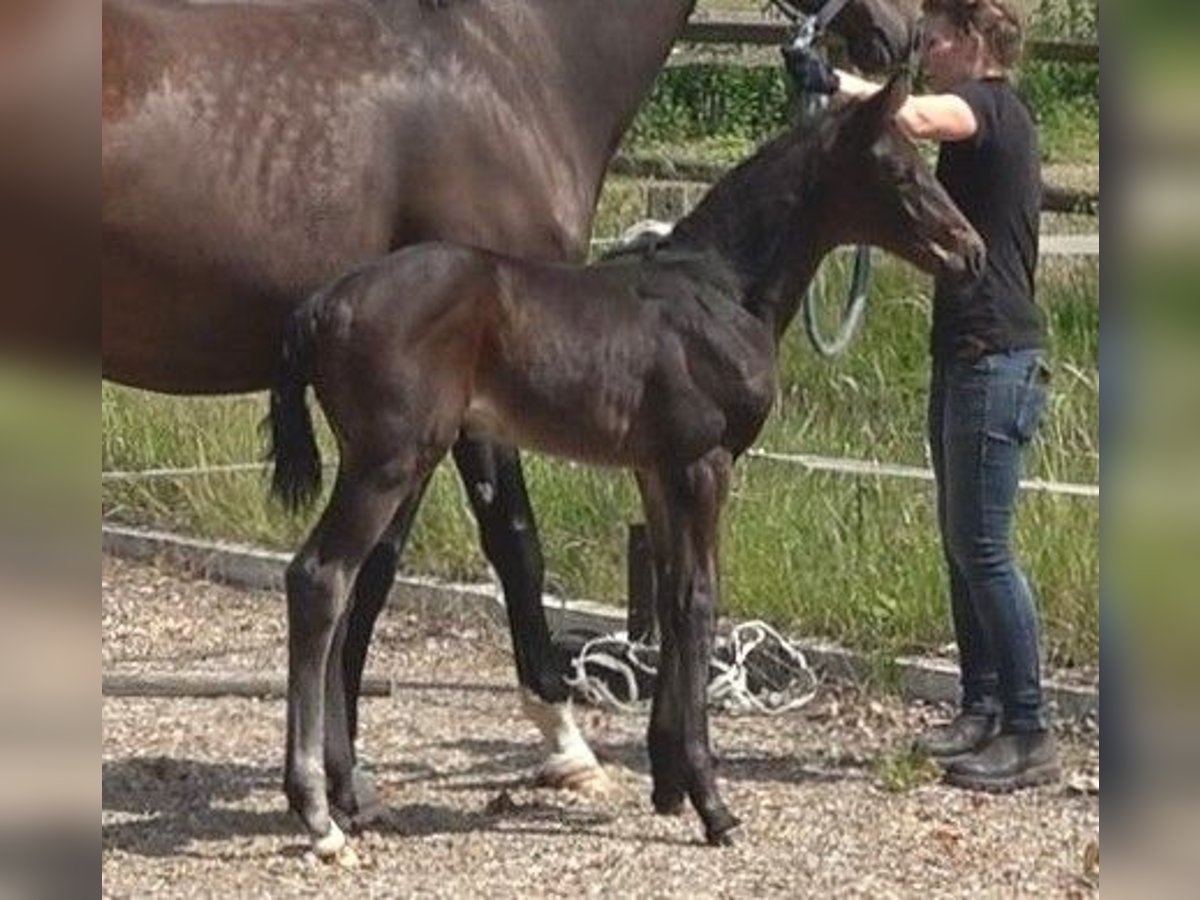 Hanoverian Mare Foal (05/2024) 16,3 hh Smoky-Black in Ratekau