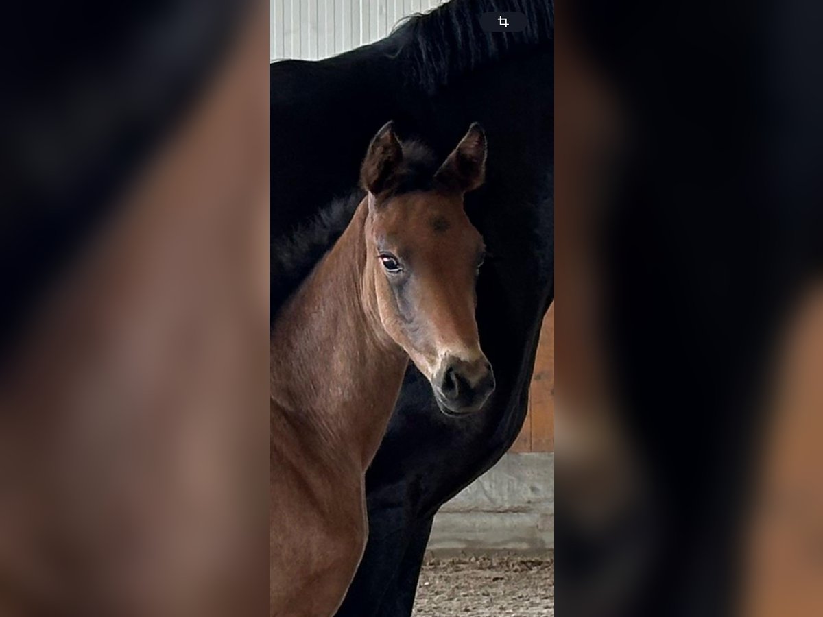 Hanoverian Mare  16,3 hh Smoky-Black in Weyhe