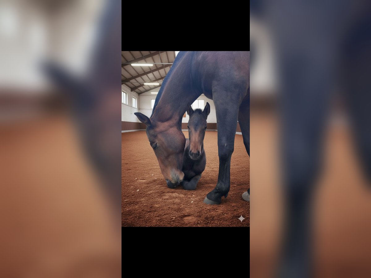 Hanoverian Mix Mare Foal (06/2025) 16 hh Bay-Dark in Uetze