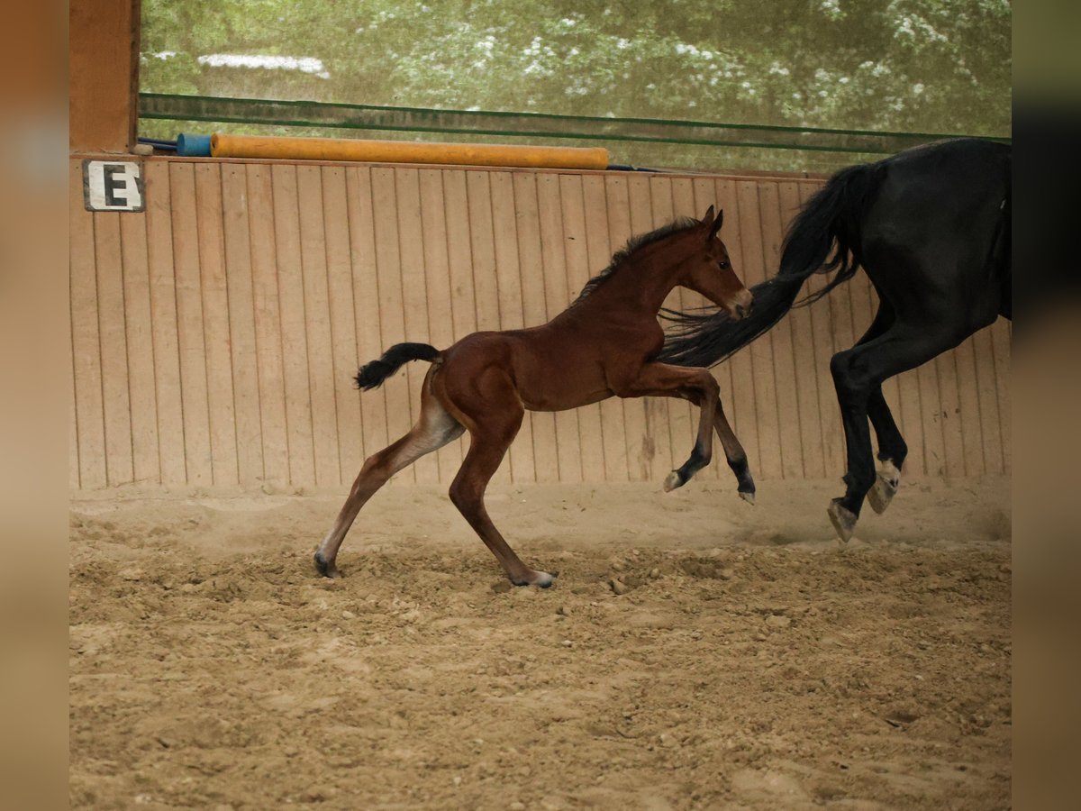 Hanoverian Mare  16 hh Brown in Datteln