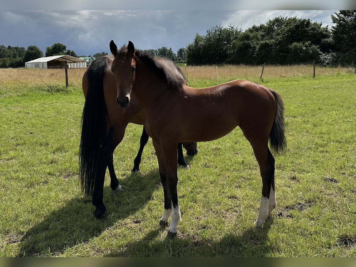 Hanoverian Mare Foal (03/2024) 16 hh Brown in Babenhausen