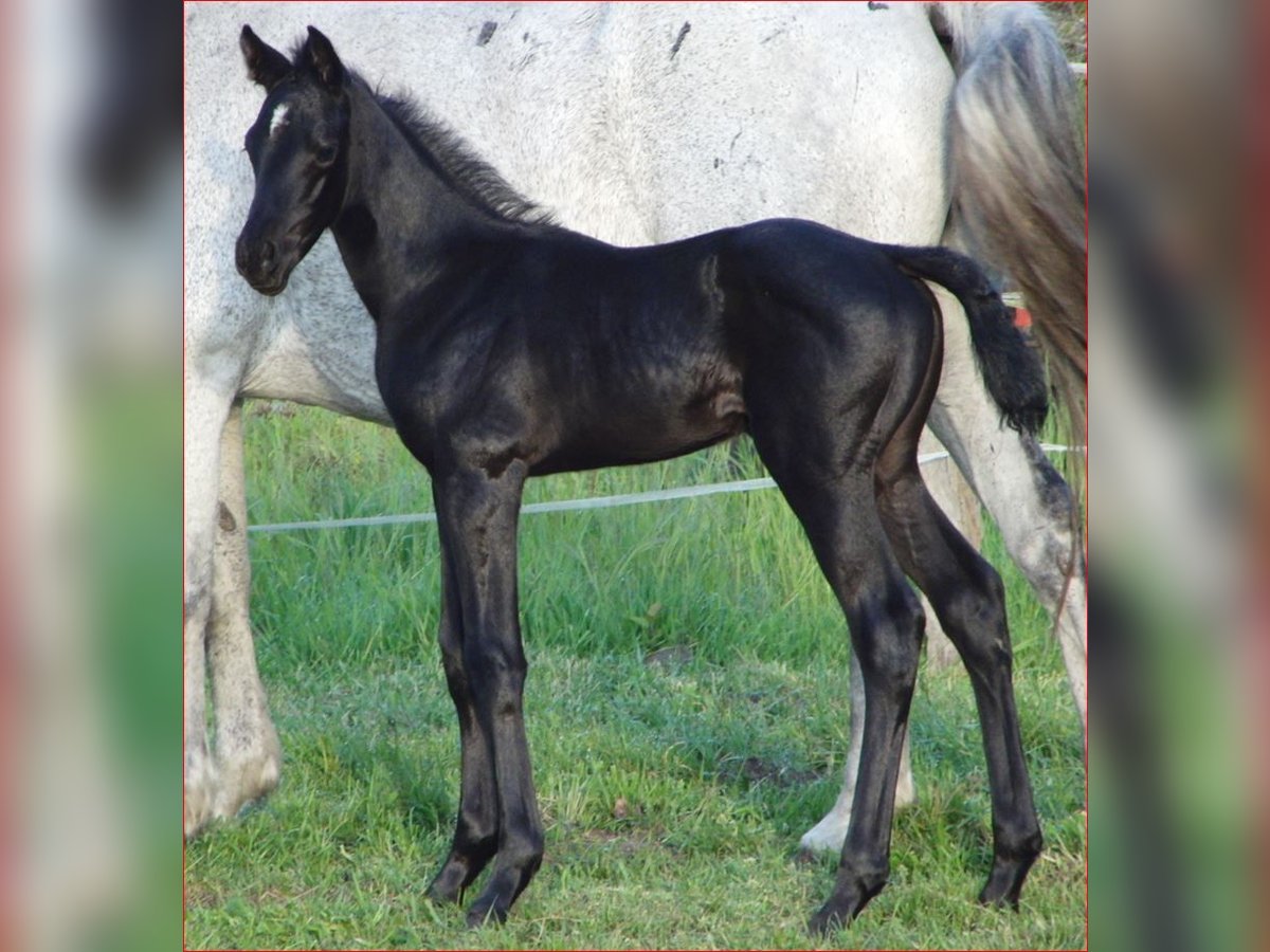 Hanoverian Mare Foal (04/2024) 16 hh Can be white in Rehden