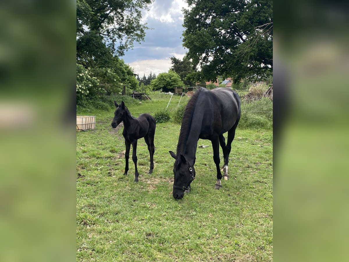 Hanoverian Mare  16,1 hh Black in Apenburg-Winterfeld