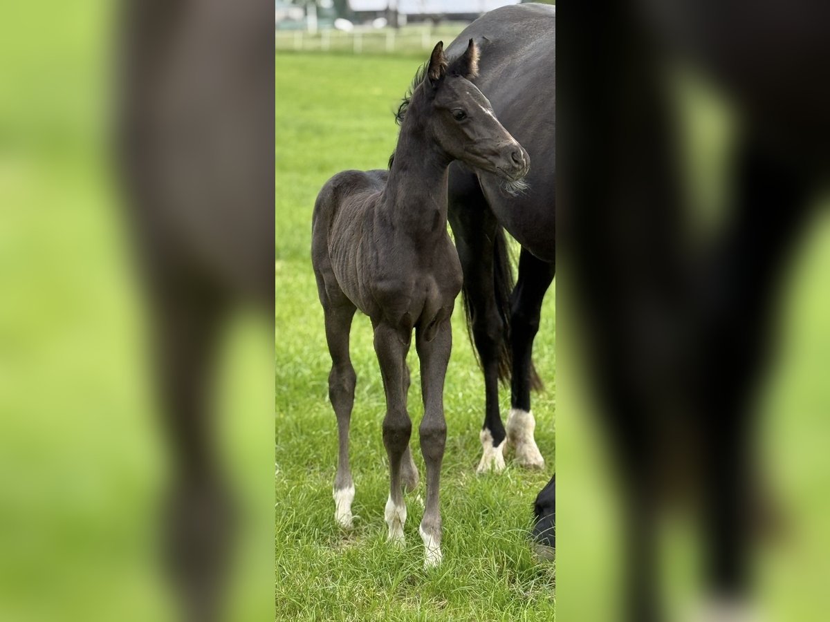 Hanoverian Mare  16,1 hh Black in Walsrode