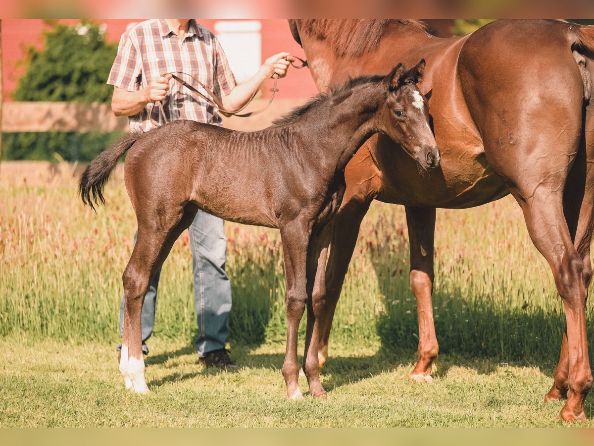 Hanoverian Mare  16,1 hh Black in Nordholz