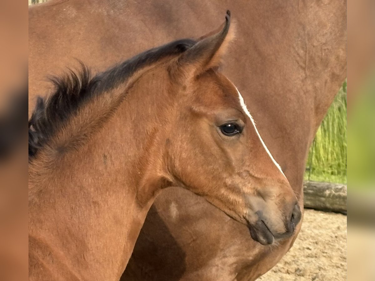 Hanoverian Mare  16,1 hh Brown in Kirchlinteln