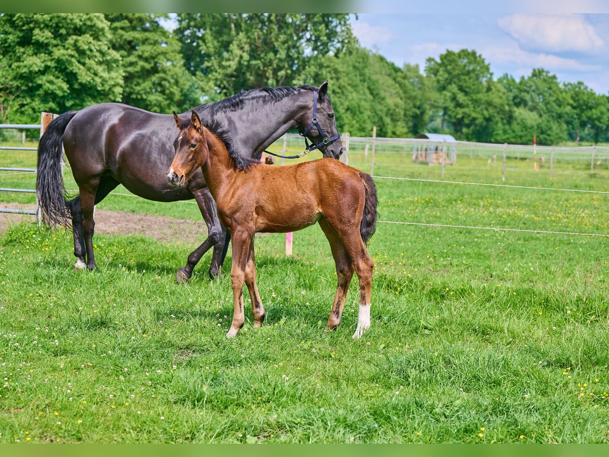 Hanoverian Mare Foal (03/2025) 16,1 hh Brown in Visselh&#xF6;vede