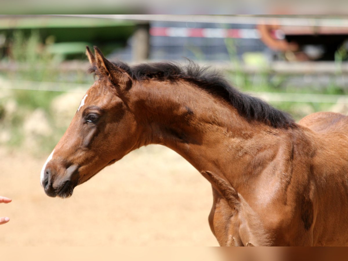 Hanoverian Mare Foal (05/2025) 16,1 hh Brown in Kutenholz