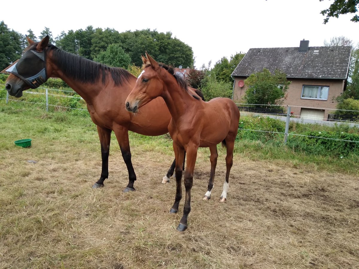 Hanoverian Mare Foal (04/2025) 16,1 hh Brown in Bienenb&#xFC;ttel