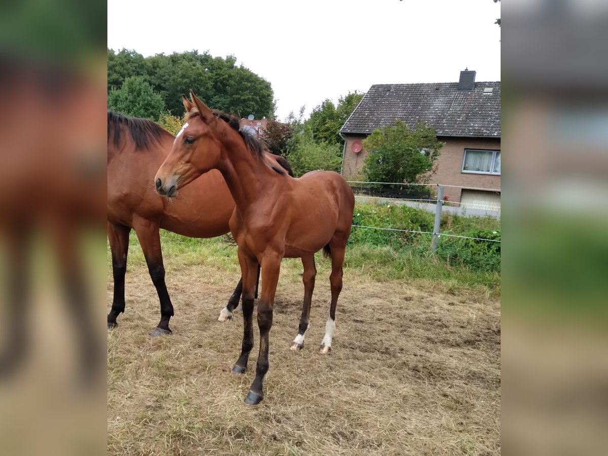 Hanoverian Mare Foal (04/2025) 16,1 hh Brown in Bienenb&#xFC;ttel