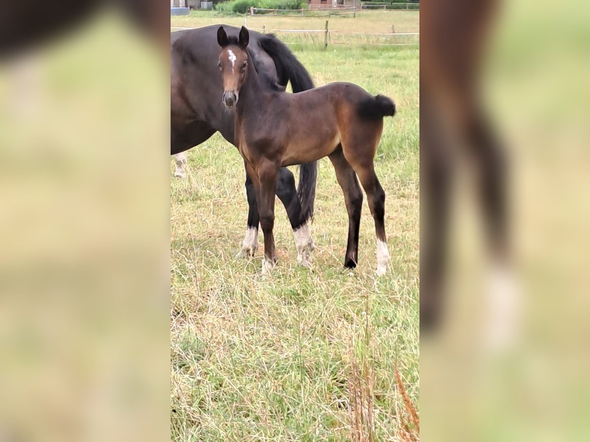 Hanoverian Mare Foal (06/2025) 16,1 hh Can be white in Achim