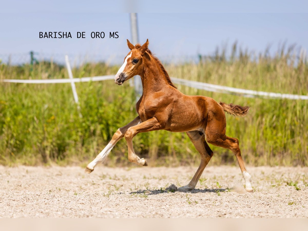 Hanoverian Mare Foal (05/2025) 16,1 hh Chestnut in Bukowice