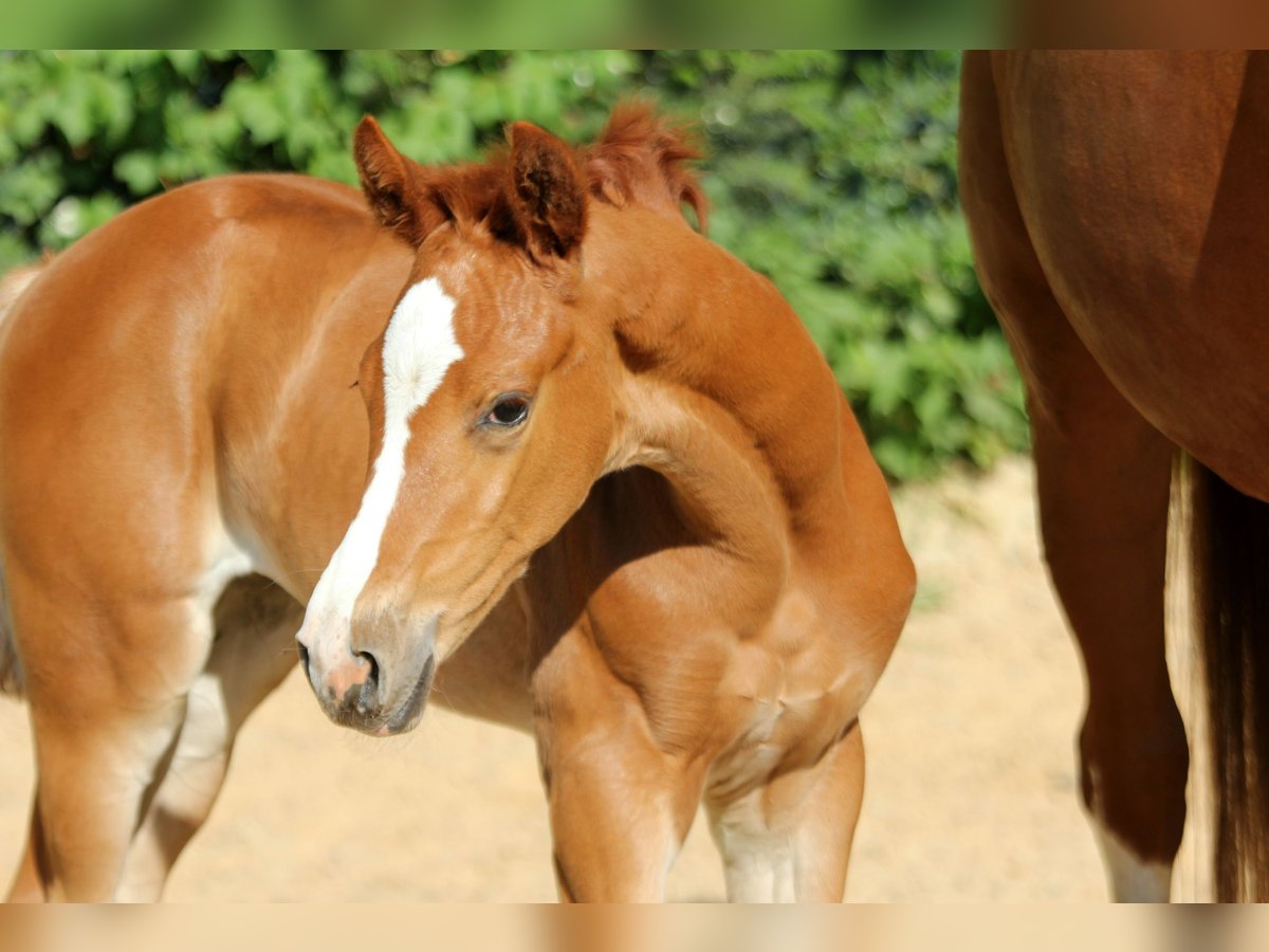 Hanoverian Mare  16,1 hh Chestnut-Red in Kutenholz