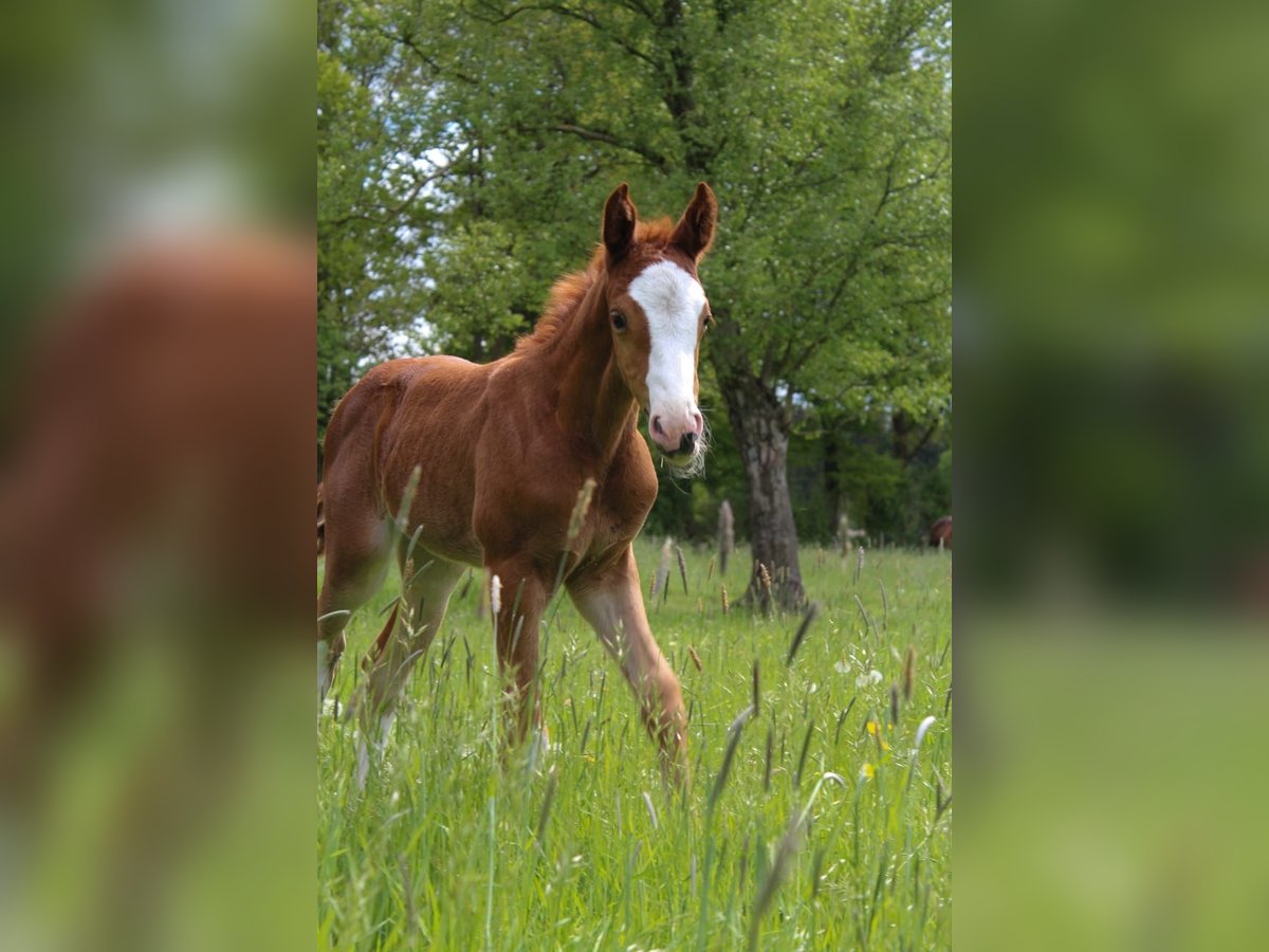 Hanoverian Mare  16,1 hh Chestnut-Red in Hamersen