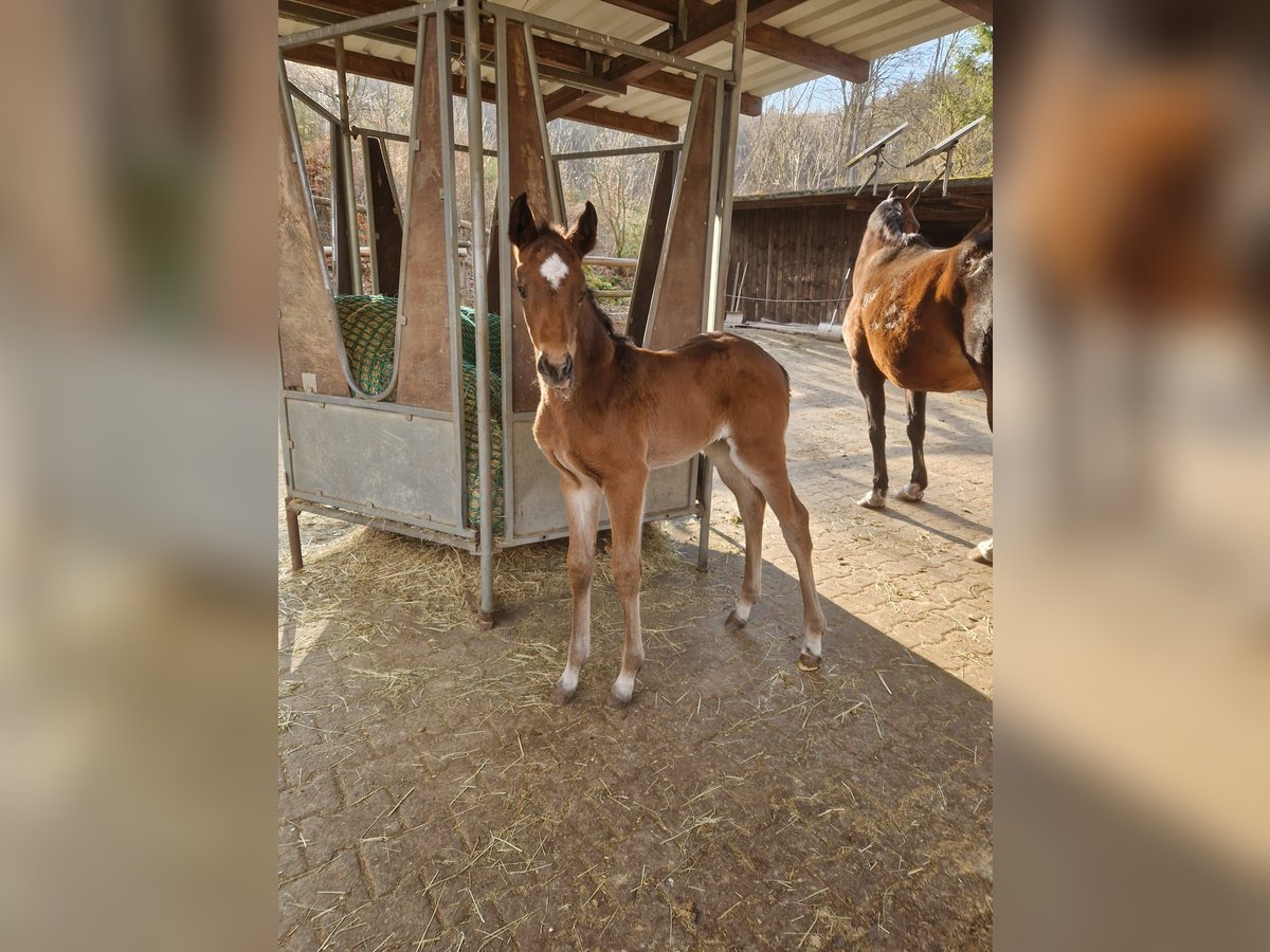 Hanoverian Mare Foal (01/2025) 16,1 hh in Schmitten