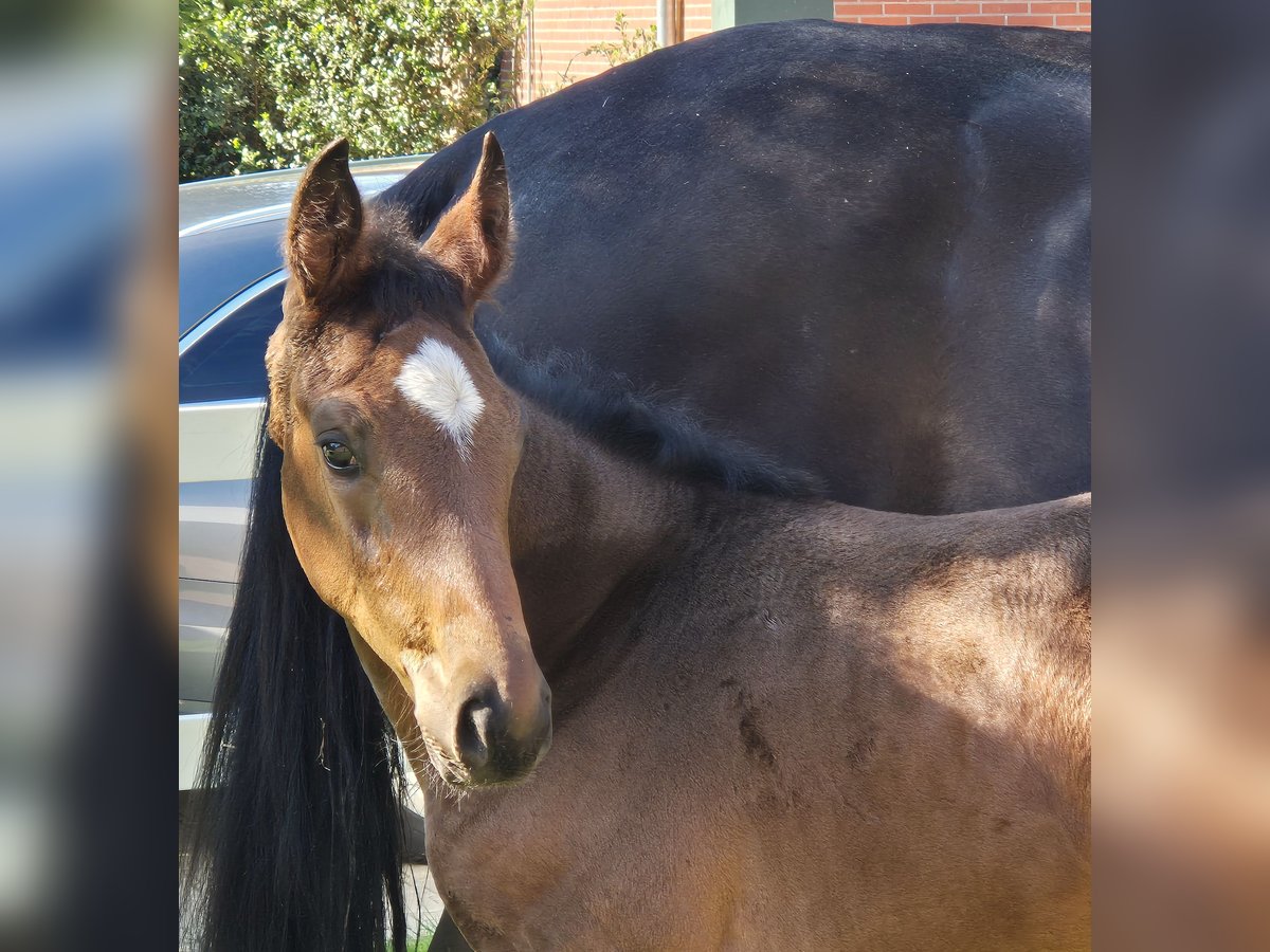 Hanoverian Mare Foal (05/2025) 16,2 hh Bay-Dark in Spahnharrenst&#xE4;tte