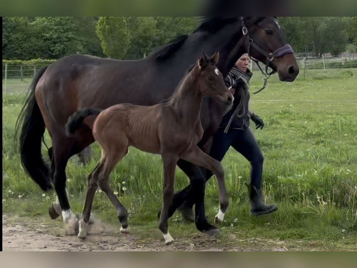 Hanoverian Mare Foal (04/2025) 16,2 hh Bay-Dark in Langwedel