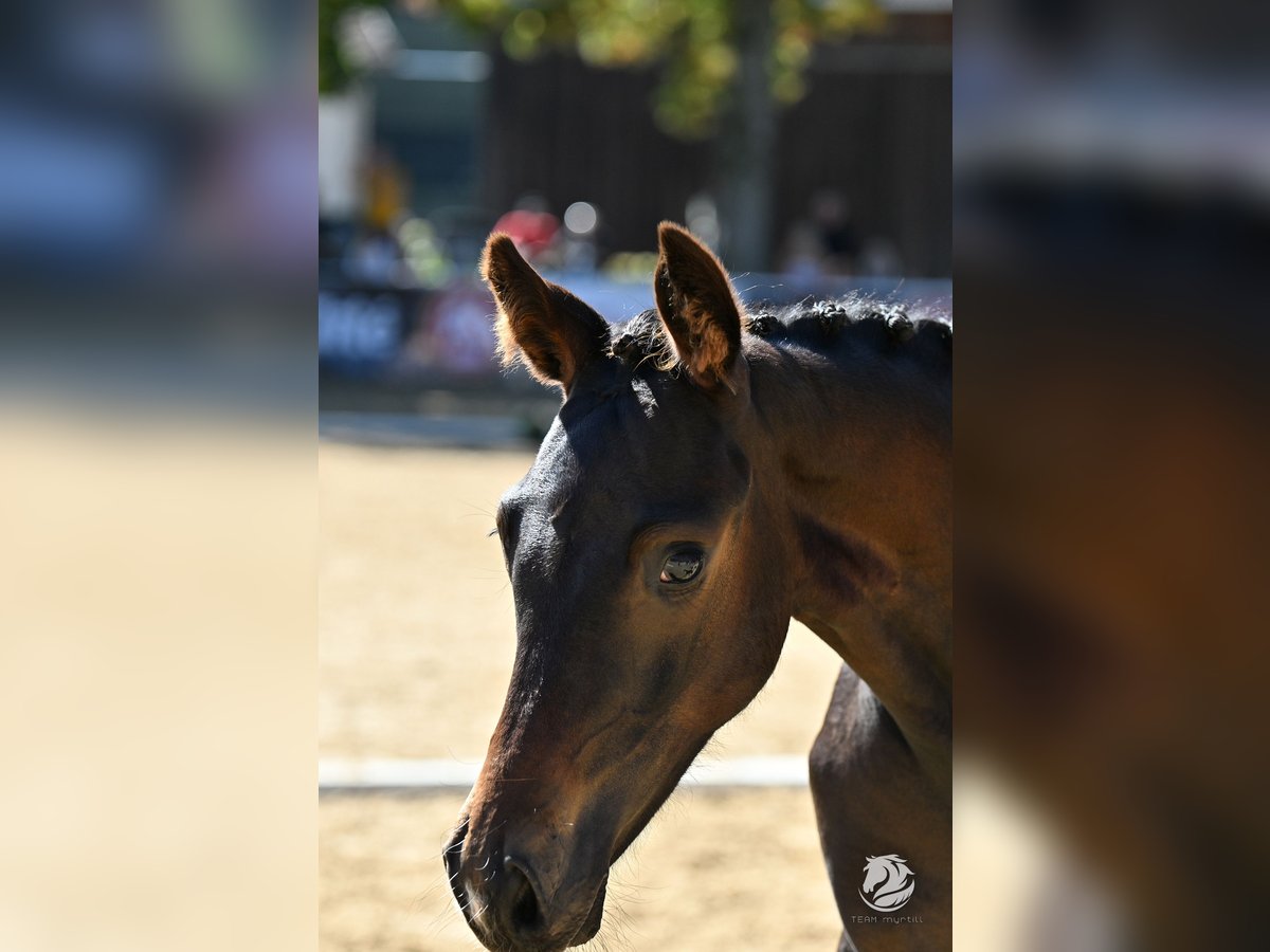 Hanoverian Mare Foal (05/2025) 16,2 hh Bay-Dark in Reichenfels