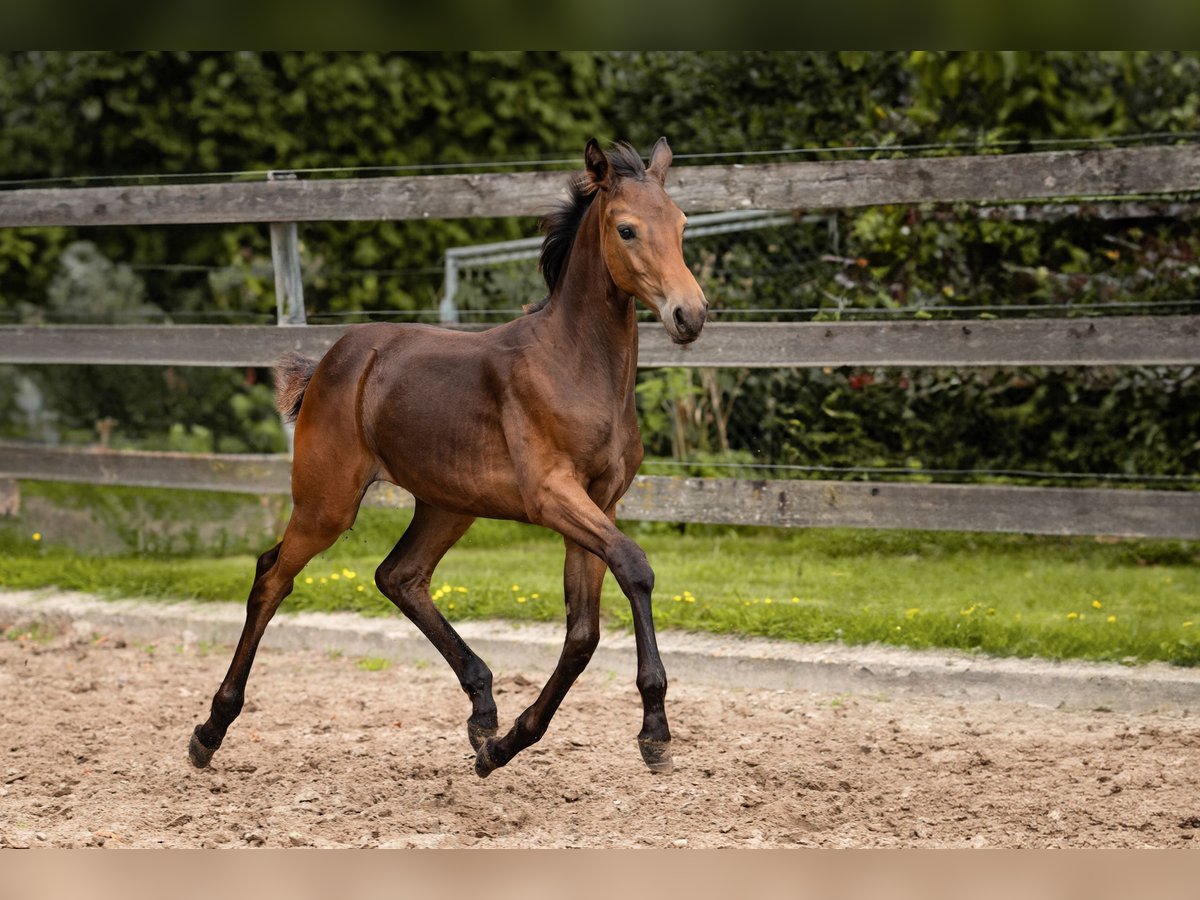 Hanoverian Mare Foal (04/2025) 16,2 hh Bay-Dark in Nordhorn