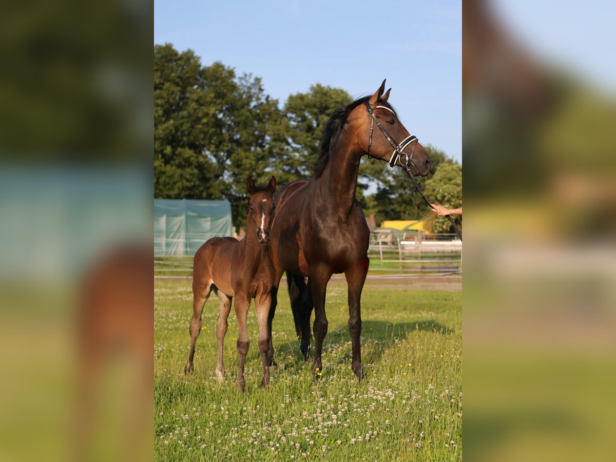 Hanoverian Mare Foal (05/2025) 16,2 hh Bay-Dark in Trebel