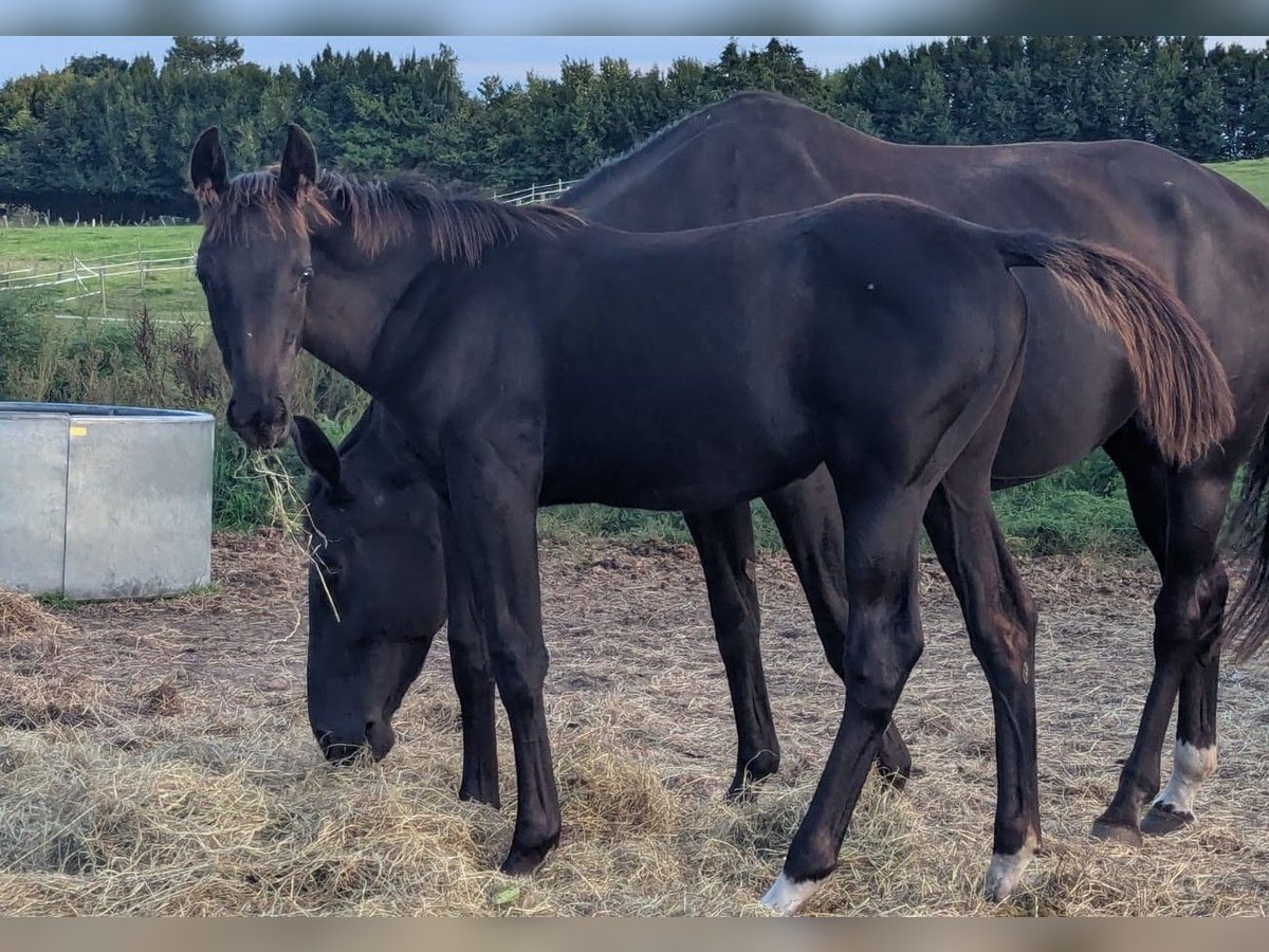 Hanoverian Mare Foal (04/2025) 16,2 hh Black in Ratekau