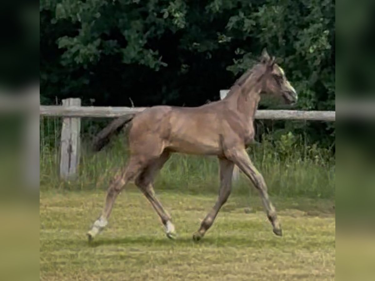 Hanoverian Mare  16,2 hh Black in Neustadt am R&#xFC;benberge