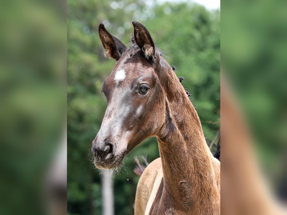 Hanoverian Mare  16,2 hh Black in Kamp-Lintfort