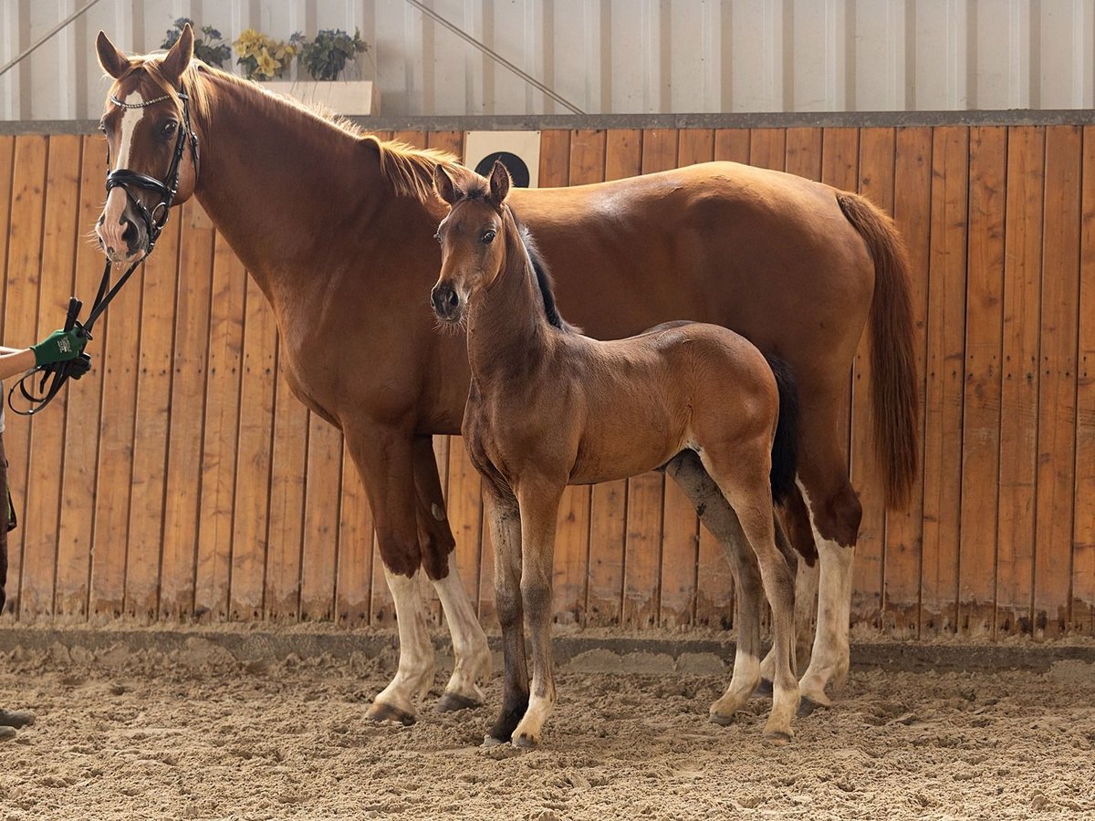 Hanoverian Mare  16,2 hh Brown in 21395