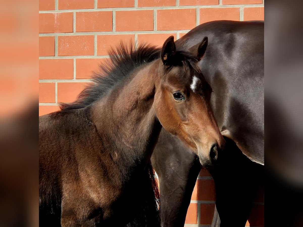 Hanoverian Mare Foal (06/2025) 16,2 hh Brown in Ochtersum