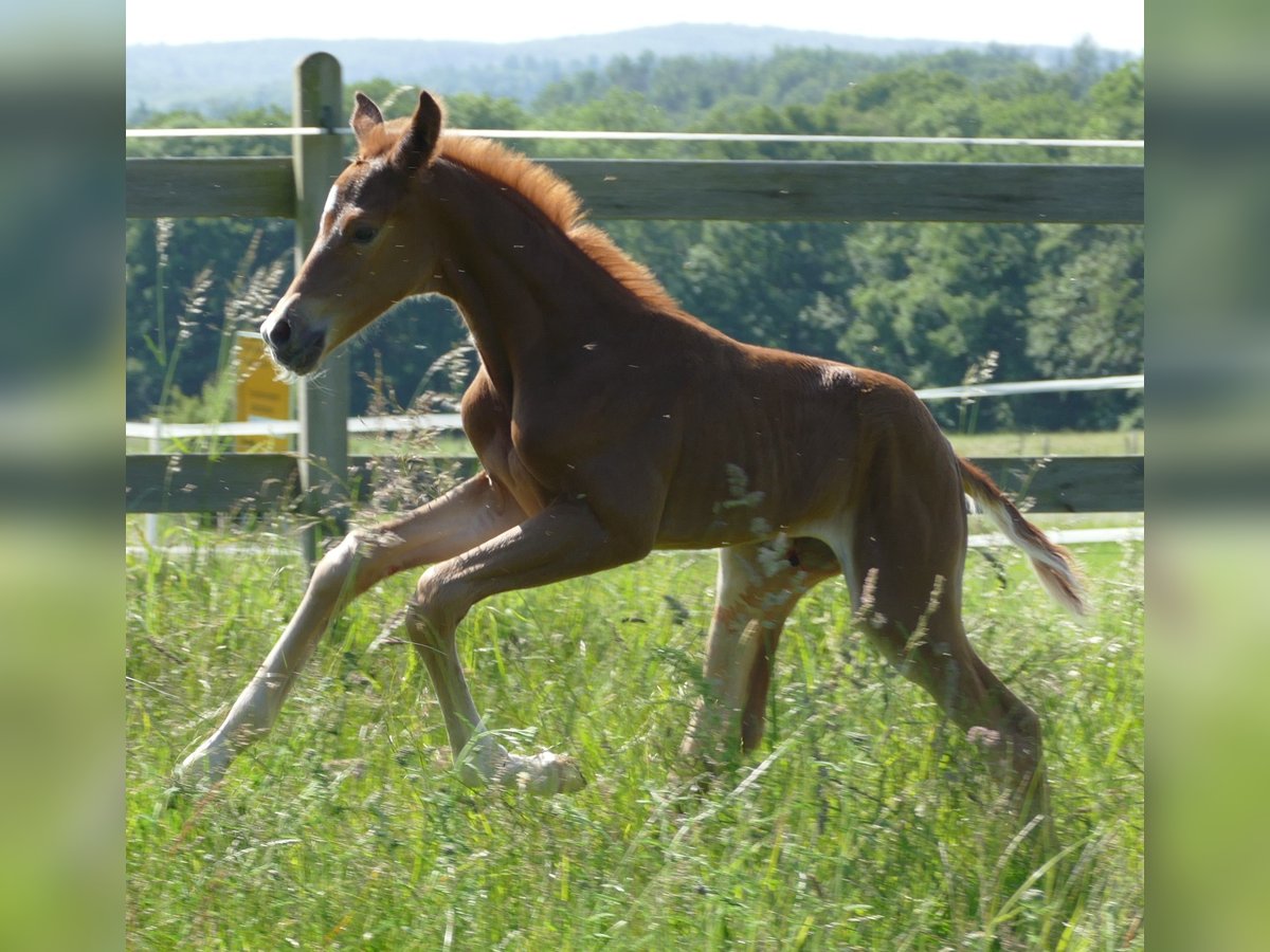 Hanoverian Mare  16,2 hh Chestnut in Greifenstein