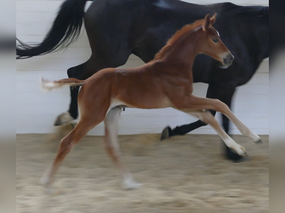 Hanoverian Mare  16,2 hh Chestnut in Greifenstein