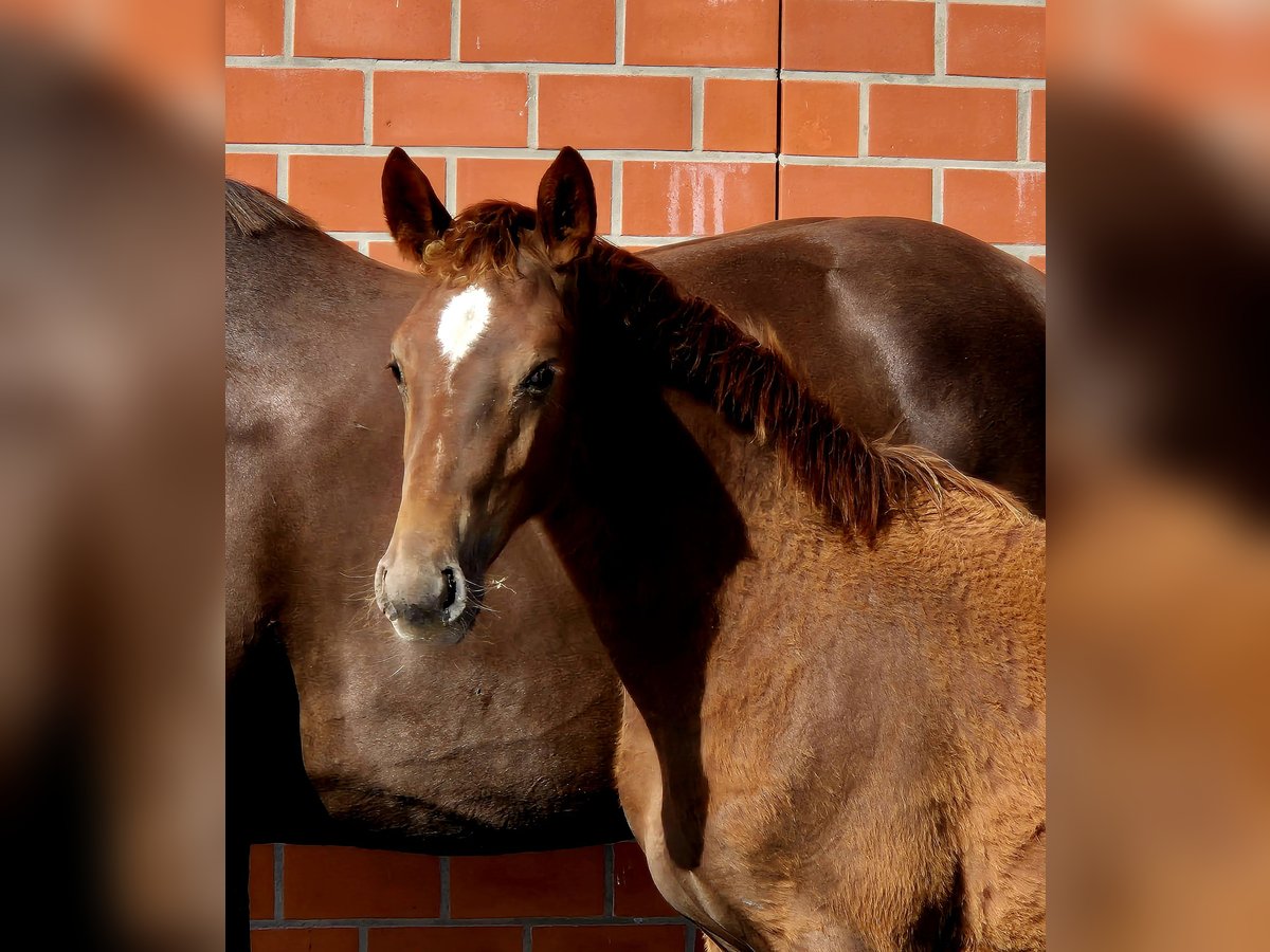 Hanoverian Mare Foal (04/2025) 16,2 hh Chestnut in Ochtersum