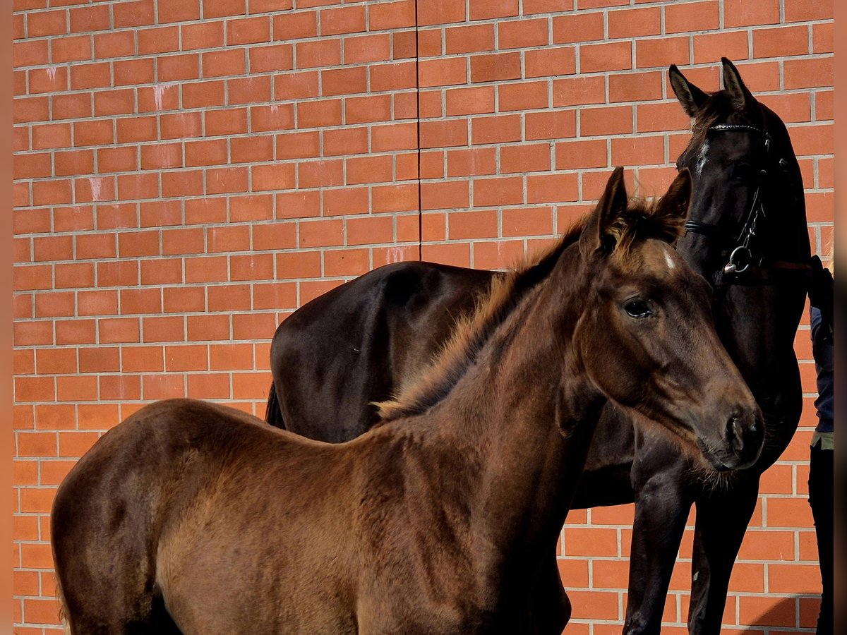 Hanoverian Mare Foal (05/2025) 16,2 hh Chestnut in Ochtersum