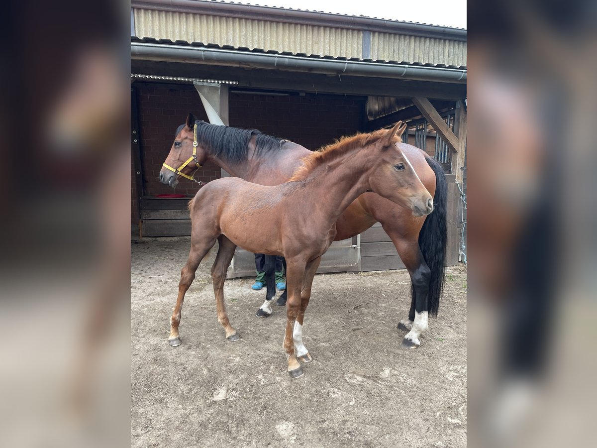 Hanoverian Mare Foal (05/2025) 16,2 hh Chestnut in Gusborn