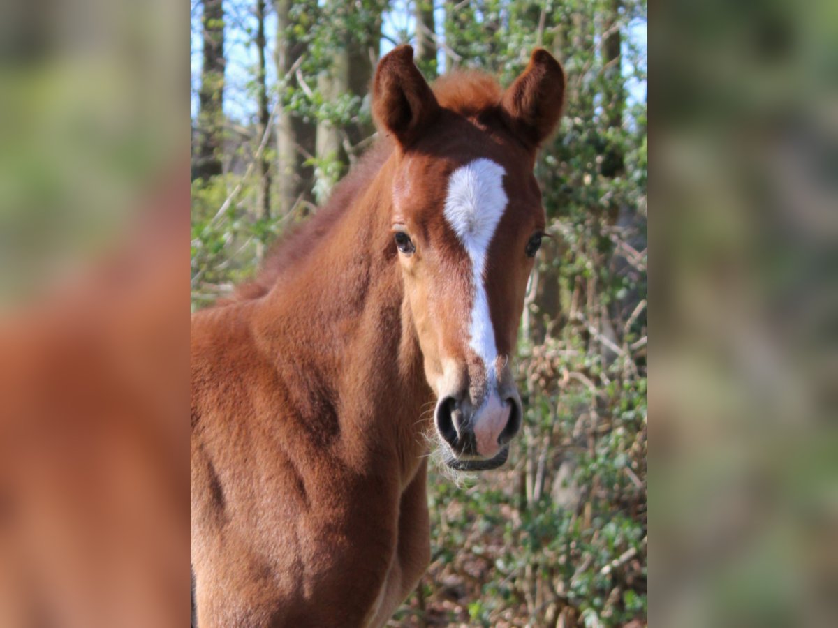Hanoverian Mare  16,2 hh Chestnut-Red in Niederlangen