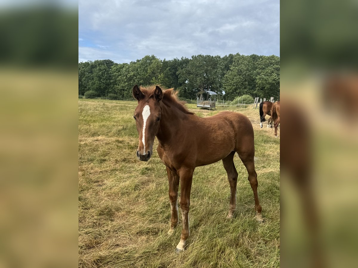 Hanoverian Mare  16,2 hh Chestnut-Red in Winsen (Aller)