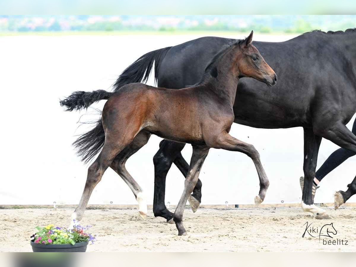 Hanoverian Mare  16,2 hh Smoky-Black in K&#xF6;nigslutter am Elm
