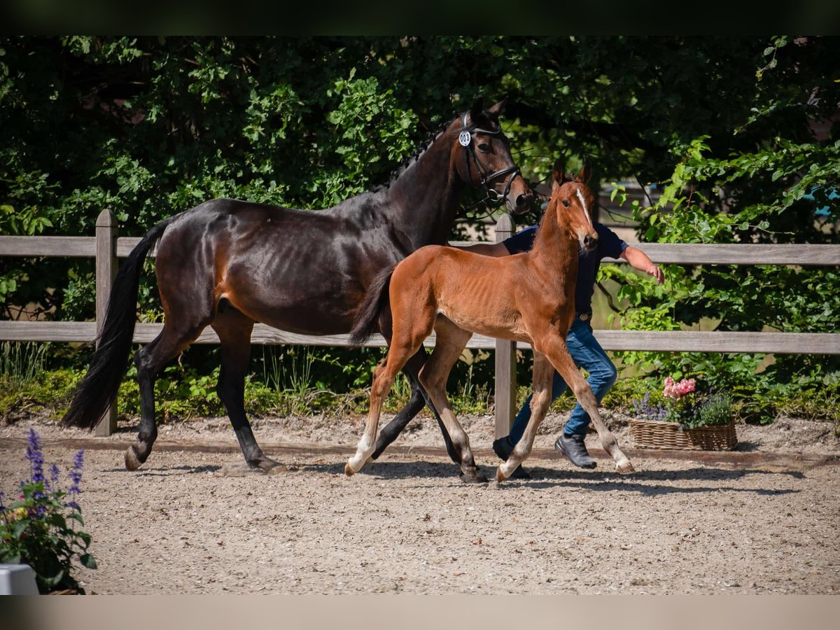 Hanoverian Mare  17 hh Brown in Kranenburg