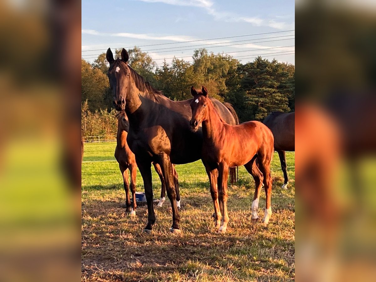 Hanoverian Mare Foal (05/2024) 17 hh Chestnut in Lilienthal