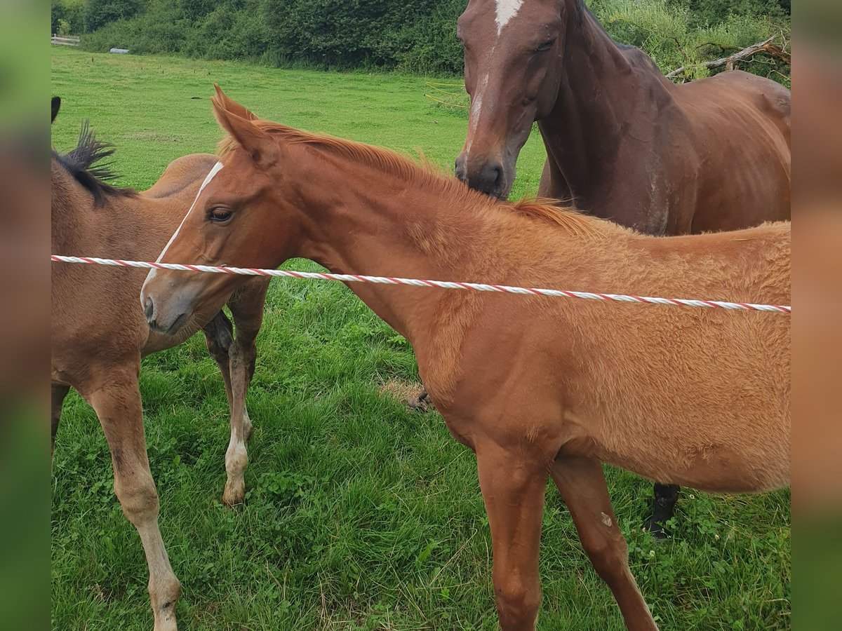 Hanoverian Mare Foal (03/2025) 17 hh Chestnut-Red in Hessisch Lichtenau