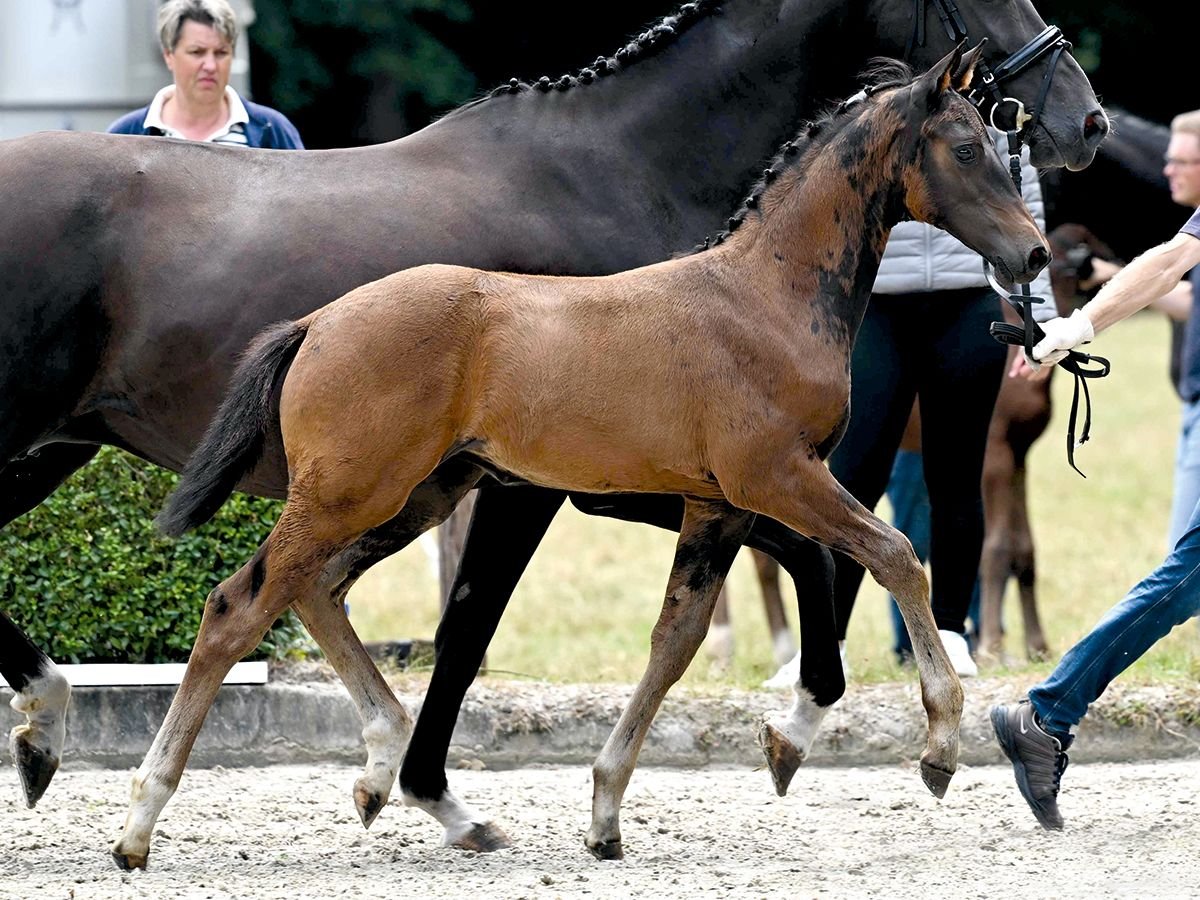 Hanoverian Mare Foal (05/2025) Bay-Dark in Bad Bevensen