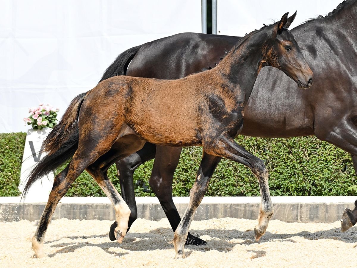 Hanoverian Mare Foal (04/2025) Bay-Dark in Bad Bevensen