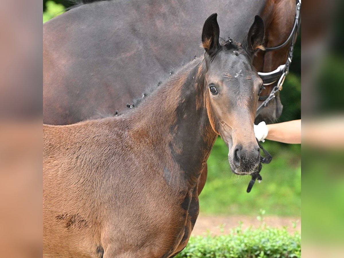 Hanoverian Mare Foal (05/2024) Bay-Dark in Bad Bevensen