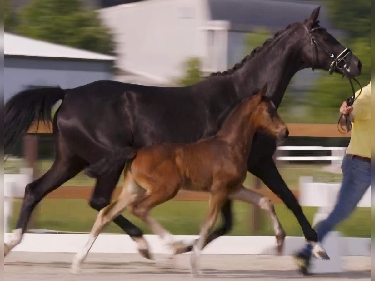 Hanoverian Mare Foal (05/2025) Bay-Dark in Beverstedt