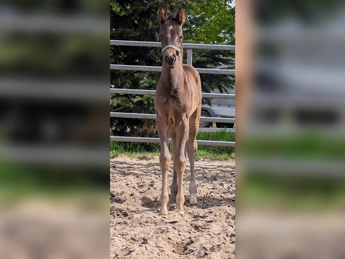 Hanoverian Mare  Bay-Dark in Ihlienworth