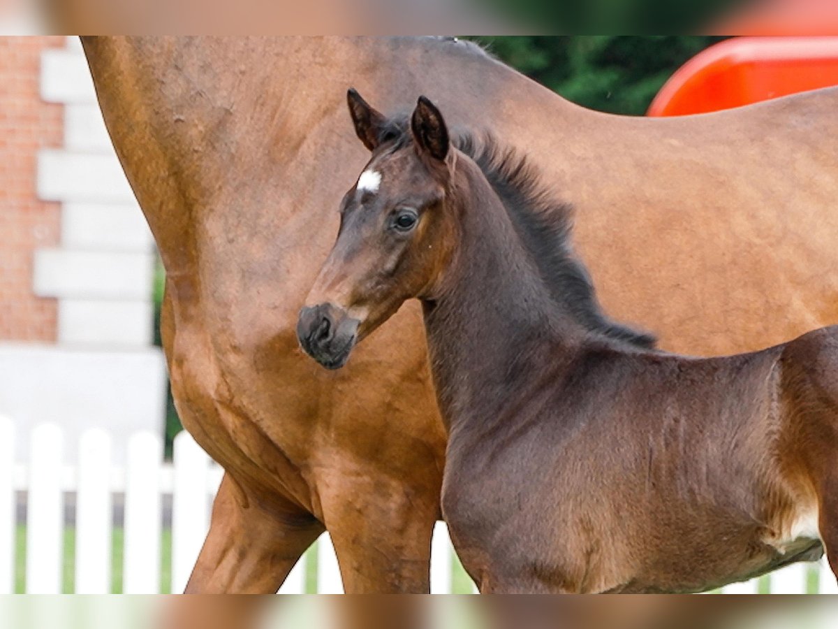 Hanoverian Mare  Bay-Dark in Celle