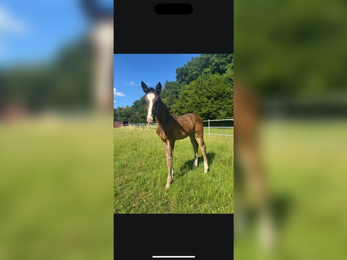 Hanoverian Mare Foal (05/2025) Bay-Dark in Herborn