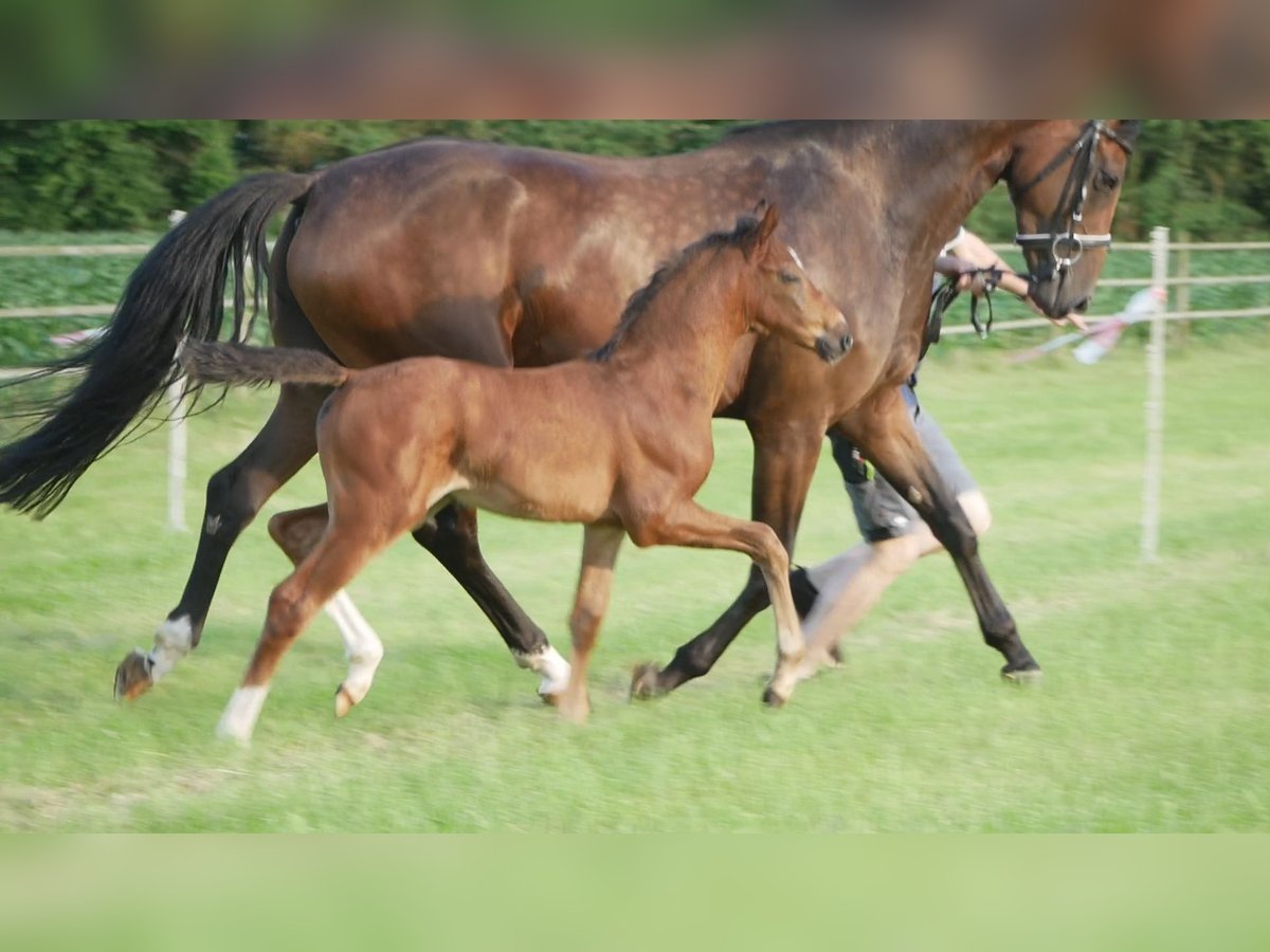 Hanoverian Mare  Bay-Dark in D&#xF6;tlingen