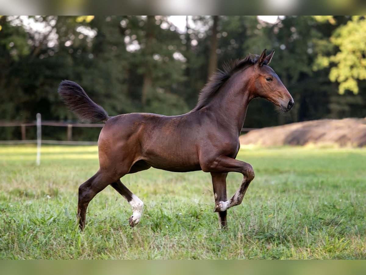 Hanoverian Mare Foal (06/2024) Bay-Dark in Walsrode