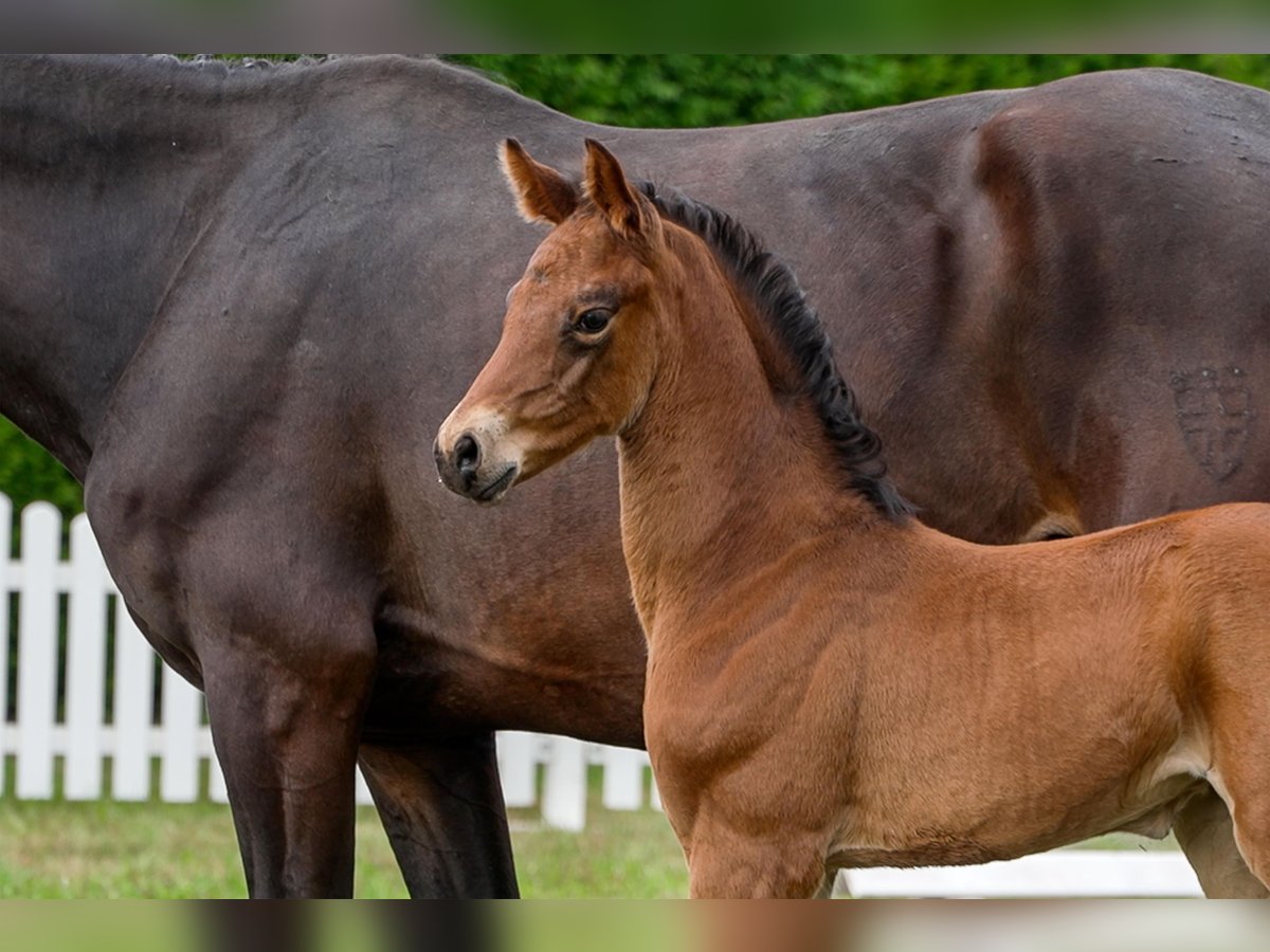 Hanoverian Mare  Bay-Dark in Celle